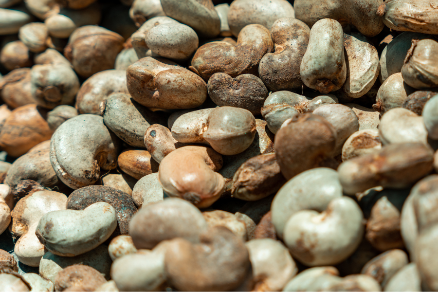 Raw Cashew Nuts